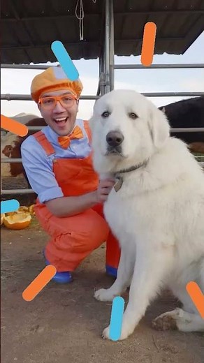 Can You Spell B-I-N-G-O? #dog #blippi #spelling