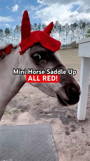 Red ❤️ Tack Up ENGLISH! Mini Horse Tack Up #tackup #minihorse