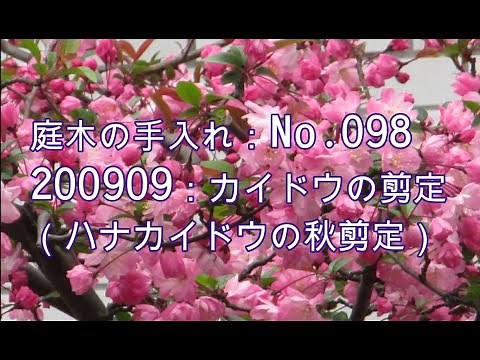 No.098_ ハナカイドウの秋剪定 200909