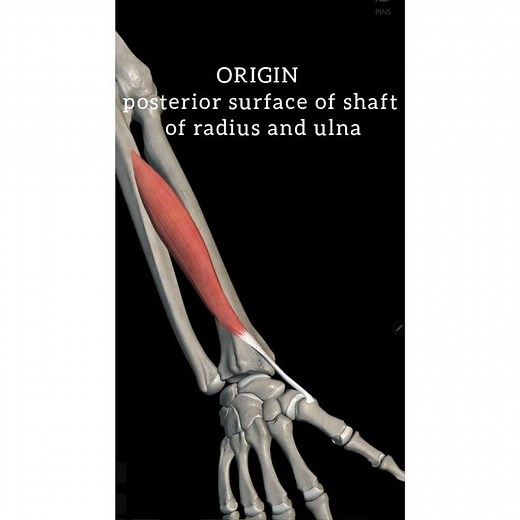 Abductor pollicis longus muscle anatomy