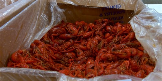 Coast seafood retailers shed light on current crawfish prices, availability
