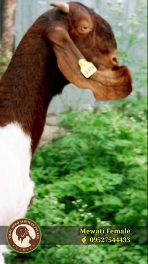 16 reactions | Mewati Female l 酪 9527544433 #goatfatmingindia #excelgenetic #boergoatindia #goatfarmingtraning #ExcelAgroServices #goatlover #Mewatigoat | Excel Agro services | Facebook