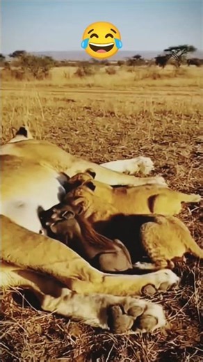 Funny Lion Moment: King of the Jungle Scared? 😂 #shorts #lion #funny