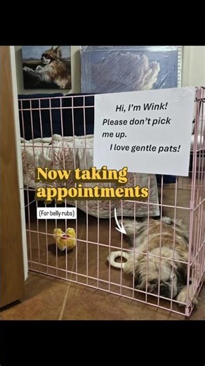 For every painting sold, a belly rub session is included