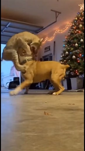 Lynx Challenges a Pit Bull In Garage #lynx #dog #pitbull #animalfight #shorts #viral #animals