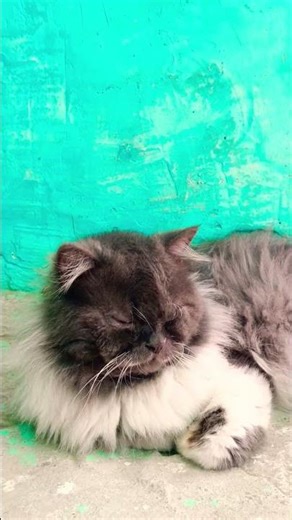 cat scratching video😍 #catshorts #cat #viral