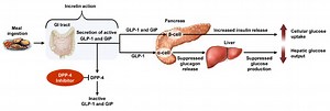 Role of DPP-4 Inhibitors in Clinical Practice