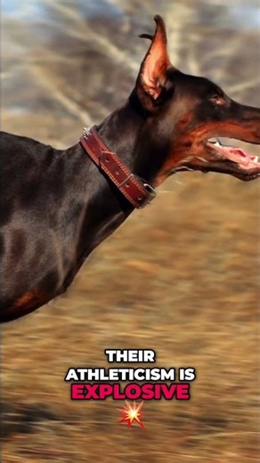 Dobermans: Not Pets, They're World-Class Athletes! #shorts