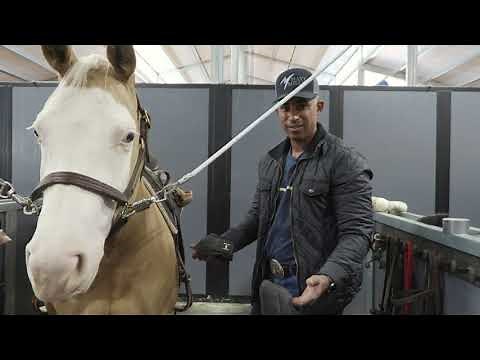 HOW TO WRAP YOUR HORSES LEGS