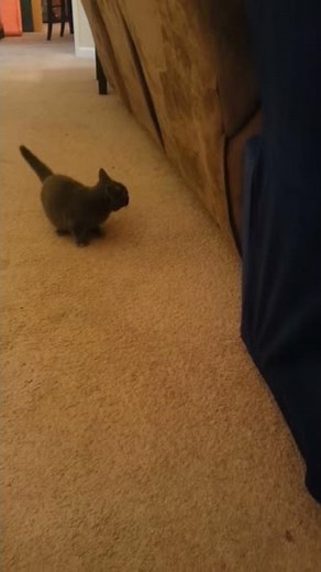 Munchkin cat mini run