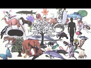 GENETISCHER CODE | EIGENSCHAFTEN UND BEDEUTUNG | Biologie | Genetik und Entwicklungsbiologie