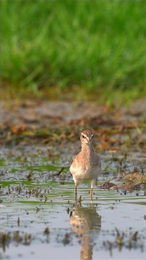 wood sandpiper #wildphotography #nature #birdphotography