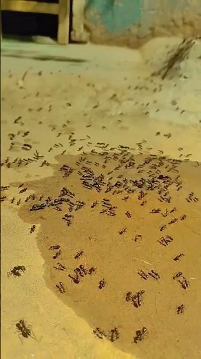 short tiktok video status #shorts