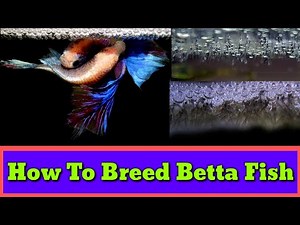 How To Breed Betta Fish | Fighter Fish Breeding Step By Step