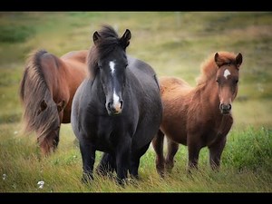 Discovering the World of Horses: Exploring History, Breeds, and the Human Connection