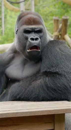 "Gorilla's Mind BLOWN By Magic Trick! 🍎🤯" #Gorilla #MagicTrick #Zoo #funnyanimals #wildlife