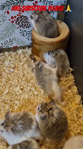 Backflipping hamster funny #funny #hamster #backflip