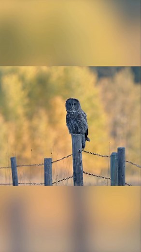 Great Grey Owl has a successful hunt. #greatgreyowl #sonyalpha #owl . . . . . . #Strixnebulosa #greatgrayowl #riyets #ethicsbeforeimages #phototours #nuts_about_birds #owl #wildlifephotography #owlsofinstagram #best_birds_of_ig #kenandersonphotography | Ken Anderson Photography