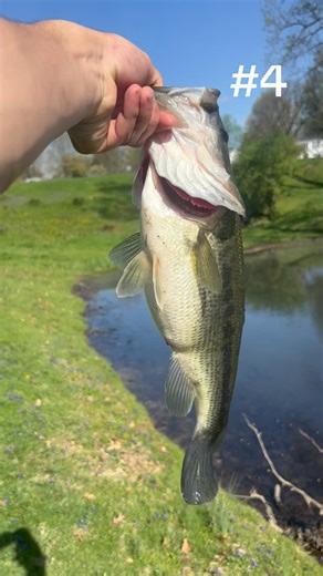 First day bass fishing up the year went successful #fyp #bass #fishing #pond #largemouthbass #fish￼