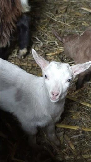 Grandma in a remote mountain village | Baby goats feeding