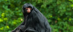 Black Spider Monkey Facts | Red-faced Spider Monkey