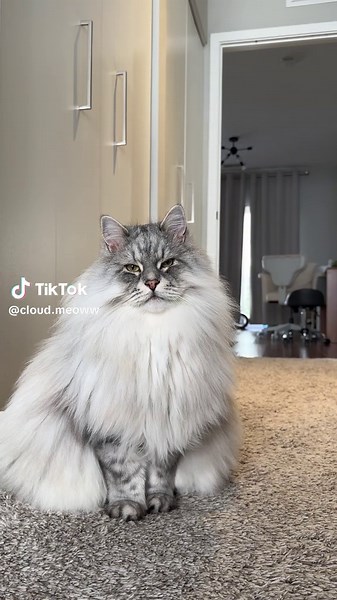 Understanding Your Cat's Slow Blink of Affection