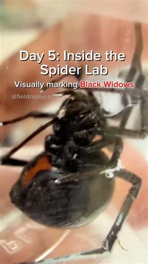 Behind the Scenes: Marking Black Widows for Research
