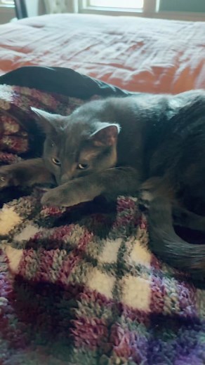 Lol #kittycat #gray #foryoupage #natural #lovepets