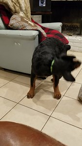 Welcome 12 week old Marvin to R.E.A.L. Rott Rescue. Marvin joins big sis Boujee in foster. Marvin has had a traumatic amputation of his hind foot either at birth or shortly thereafter. It does not slow him down at all. His sis Boujee has a suspect CCL injury and will be having surgery next Monday. If you are approved and want to schedule a meet and greet please PM us. Avon Lake, Ohio. | R.E.A.L. Rottweiler Rescue