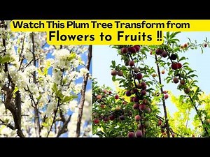 Timelapse of Plum Tree: From Blossoms to a Tree Loaded with Fruit