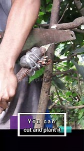 757K views · 10K reactions | Rooting mango plant in short video | Grafting Examples | Facebook