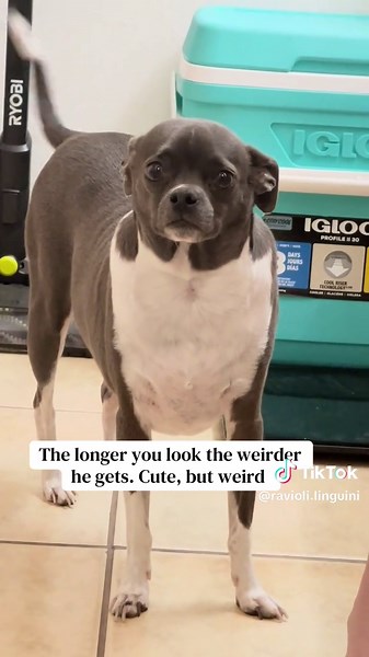 Celebrate Your Uniqueness: The Quirky Charm of Chihuahuas
