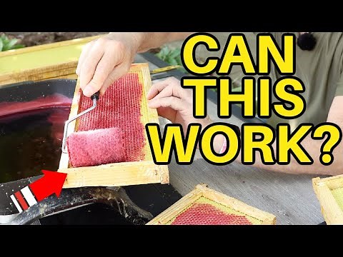 Beekeeping: Wax Experiment & Repairing Wax Moth Damage