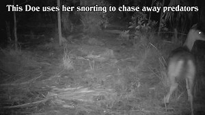 Here is another one of my trail camera videos showing the defenses of a doe (female white tail deer). Taken from two separate cams, this compilation shows this doe observes a bobcat coming in her direction. The deer then begins to use her defense responses which are a loud "snorting" or "blowing" through her nose loudly, and also stomps her two front hoofs on the ground to ward of the danger. So this is how that works: When a white tail deer senses danger he/she forcibly expels air through its n