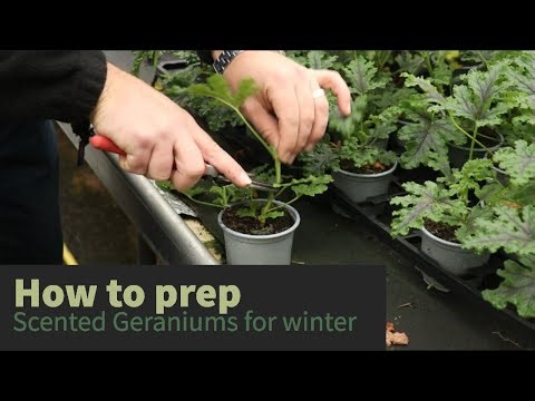 EP190 - How to prep Scented Geraniums for the winter