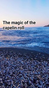 75K views · 765 reactions | Newfoundland is famous for its capelin roll, where millions of these small, silver fish roll onto the beaches to spawn, attracting whales, birds, and people. It's a truly unique fishing experience. #newfoundland #fish | Visit Newfoundland and Labrador | Facebook