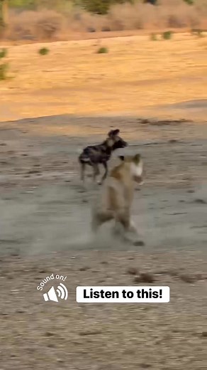 1.9M views · 33K reactions | Imagine getting this sort of welcome...