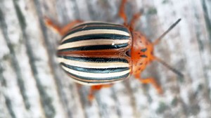 Escarabajo Hoja Chrysolina Americana Macro Shot 4k Almacen De Video - Vídeo de arrastre, escarabajo: 186659385