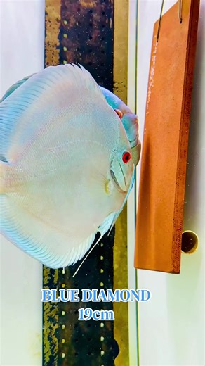 Europa Discus Center - [ ] https://europadiscuscenter.de/stockliste/?v=3a52f3c22ed6 Europa Discus Center Europa Discus Center GbR Rudolf Wagner Mittelwiese 18, 55299, Nackenheim wagner@europadiscuscenter.de