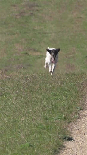 Your dog has trained for this. They've worked hard to be focused,...