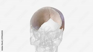 parietal bone, cranial bone forming part of the side and top of the head .