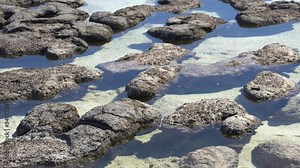 Stromatolites: prehistoric rock-like structures formed by bacteria (Shark Bay, Western Australia)