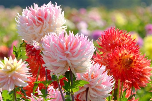 What’s driving the dahlia craze?