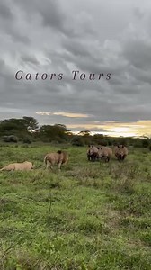 Welcome to a world where binoculars replace screens and trails lead to discovery. Whether you're a passionate birder, a nature enthusiast, or simply seeking an escape, our walking safaris offer a unique and immersive journey through untamed beauty. For more inquiry contact Us; WhatsApp : 254111919898 Email ✉️ : sales@gatorstoursandsafaris.com Website : www.gatorstoursandsafaris.com #womensafari #safari #budgetsafari #TravelAgent #coupletravel #couplephotography #birdphotography #travellingthewor