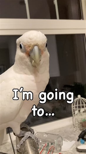 Should Grumpy get more apple treats? Grumpy has digestive issues so I have to be very careful with his diet. He eats the same cooked grains, squash, zucchini and pellets every day. Imagine his thoughts when I cut three tiny pieces of apple for him. Thinking I might take away his treat, he grabbed the three pieces and flew to his faucet perch to eat. And he allowed me to record him eating! #birdcare #parrotslovers #uh-oh!troubleatschool #grumpythebird #childrenandpets | Grumpy the Bird