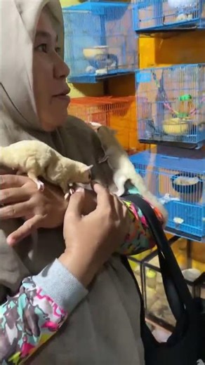 leucistic sugar glider