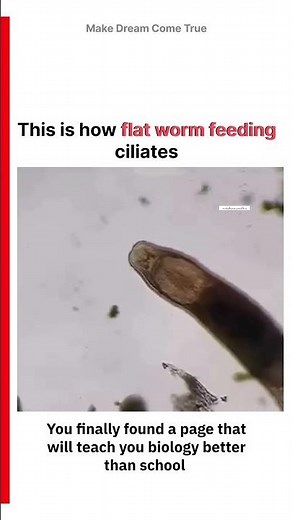 🪱This is how flat worm 🍽️ feeding ciliates 🦠 | MDCT