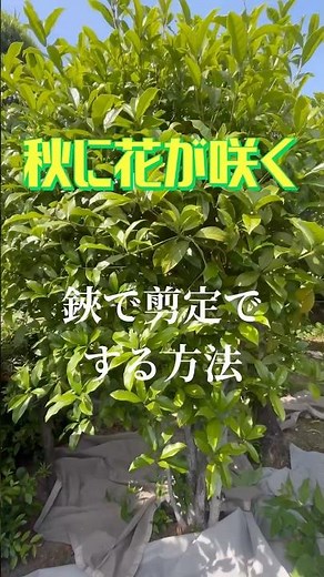 How to prune osmanthus trees that bloom in autumn.