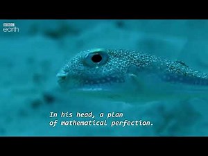 Puffer Fish Constructs A Masterpiece of Love BBC Earth