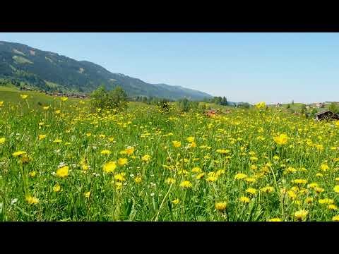 Study or Chill with a Live Tropical Fish Tank CAT TV